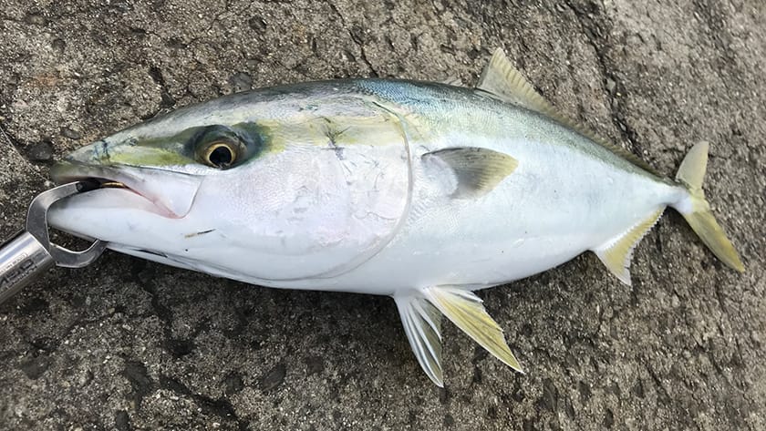 波が高い日、強風の日はショアジギングで青物は釣れるの？