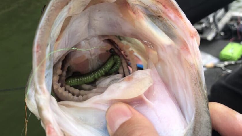 バス釣りのリーダーの太さ(号数)｜PEとリーダーの太さ(号数)一覧