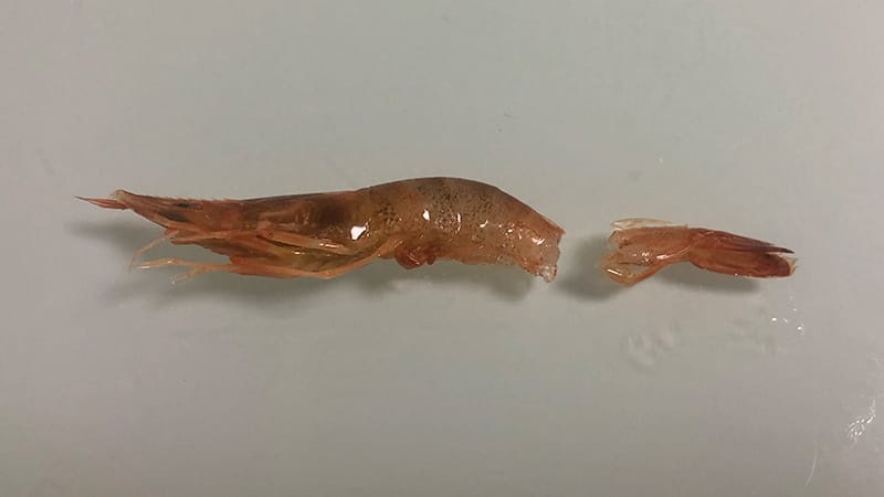 エビラバの付け方①|エビラバ,使い方,釣り方