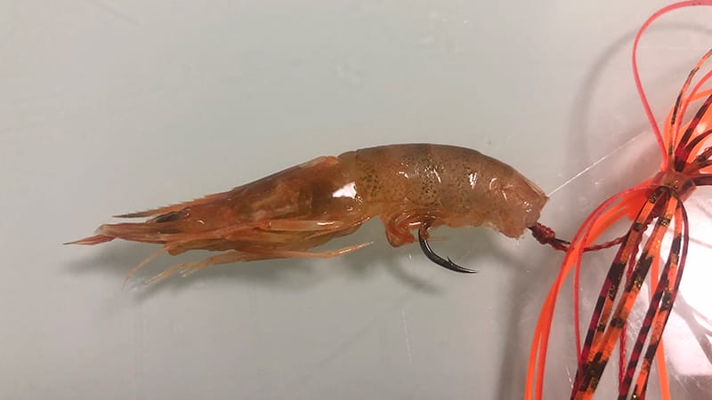 エビラバの付け方②|エビラバ,使い方,釣り方