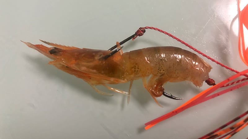 エビラバの付け方③|エビラバ,使い方,釣り方