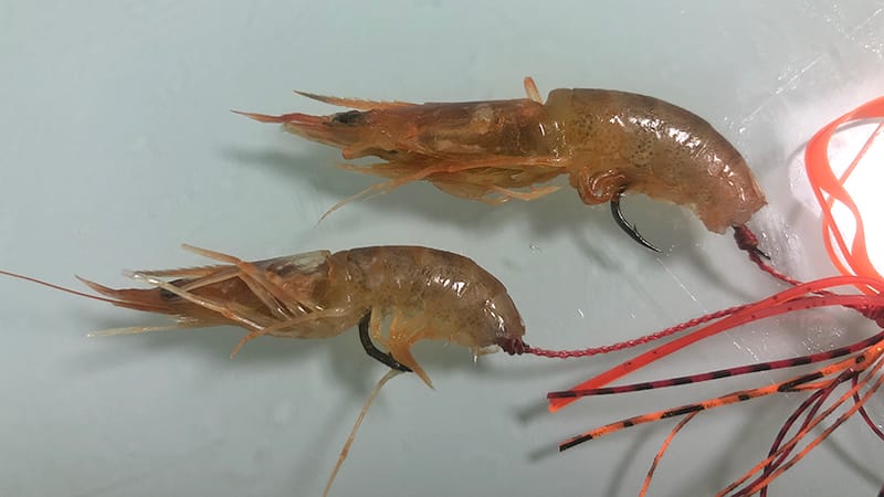 応用編|エビラバ,使い方,釣り方