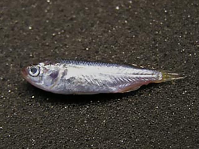 ハクとは|ハクパターン,釣り方,ルアー