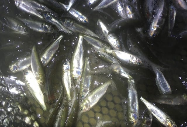 ハクパターンのポイント|ハクパターン,釣り方,ルアー