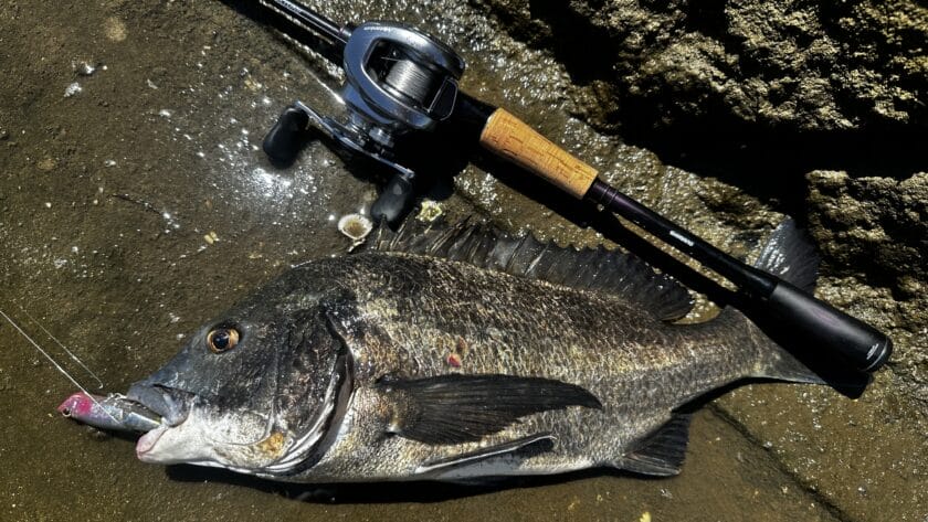 適したタックル｜ライズジョイント,インプレ,シマノ,ポッパー