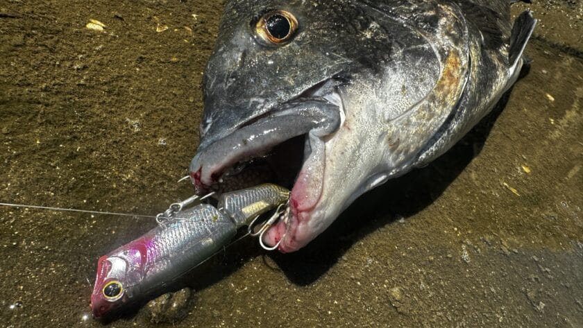 バラシ難さ｜ライズジョイント,インプレ,シマノ,ポッパー