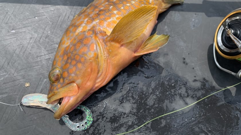 大型根魚や中型青物のリーダーの太さ(号数)｜PEとリーダーの太さ(号数)一覧