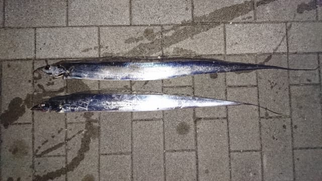 釣りやすい諸条件|タチウオ,時期