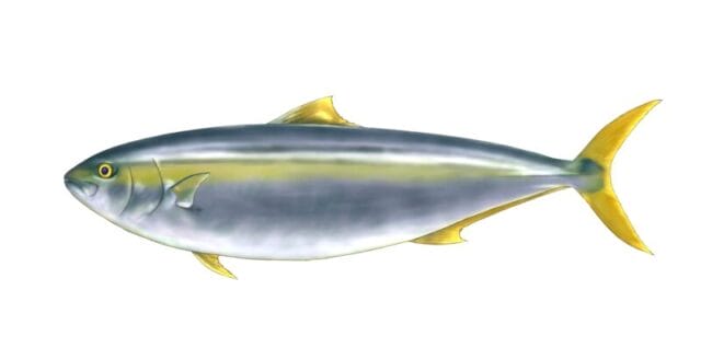 釣りに役立つヒラマサの特徴|ヒラマサ,生態,習性,時期,釣り方