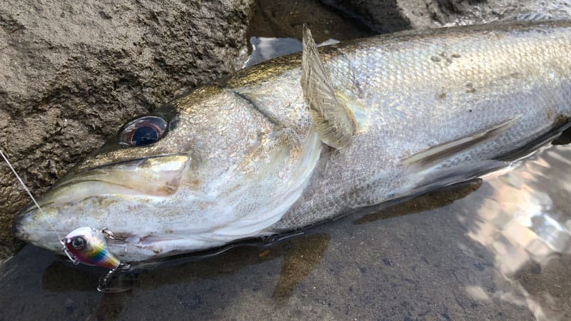 釣れる魚｜スピンテールジグ,おすすめ,ソルトウォーター