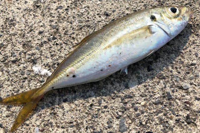 秋の特徴｜秋,アジング,釣り方,ワーム,タックル