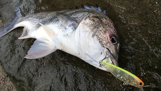 チニング早春釣果|秋、チニング
