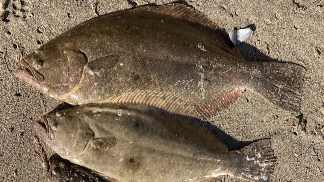 秋の特徴｜秋,フラットフィッシュ,攻略,釣り方