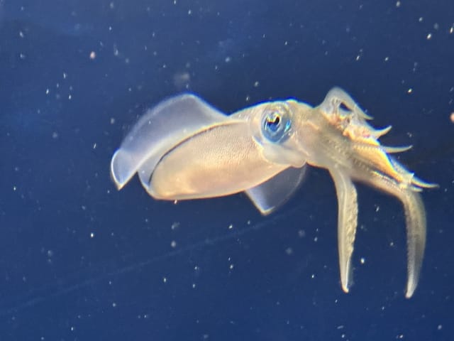 アオリイカ,生態