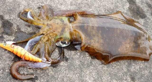 アオリイカ｜エギングで釣れるイカの種類