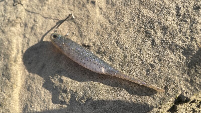 ライブベイト｜ノーシンカー,使い方,釣り方