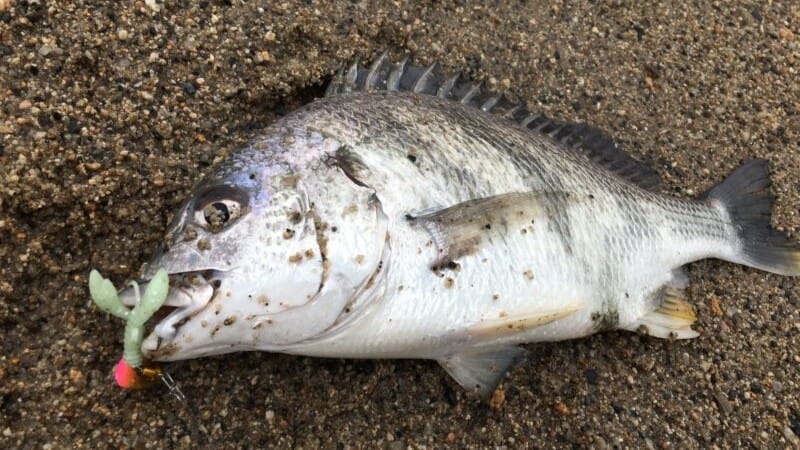 チニング晩秋釣果|チニング,秋