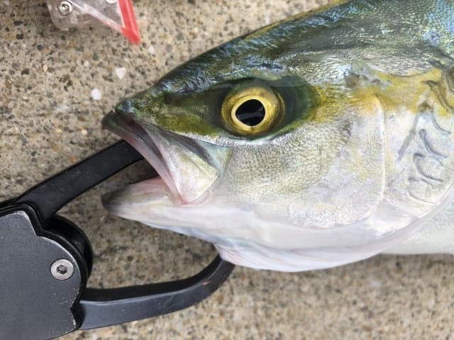 釣れないときの理由｜ショア青物ゲーム,ポイント,ルアー