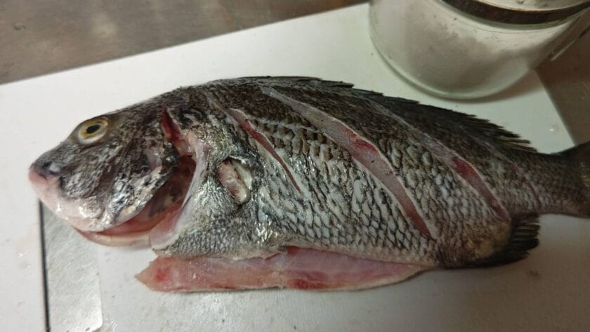 塩を刷り込む|チヌの丸ごとグリル,釣果メシ