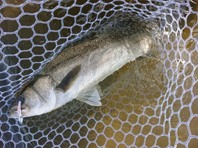 デイゲーム｜シーバス,ルアー,初心者,釣り方