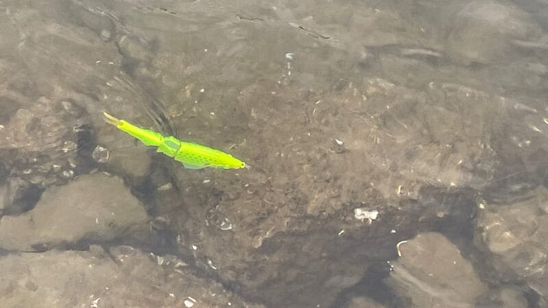 艶めかしいアクション|ダウズスイマー180,インプレ,人気カラー,使い方