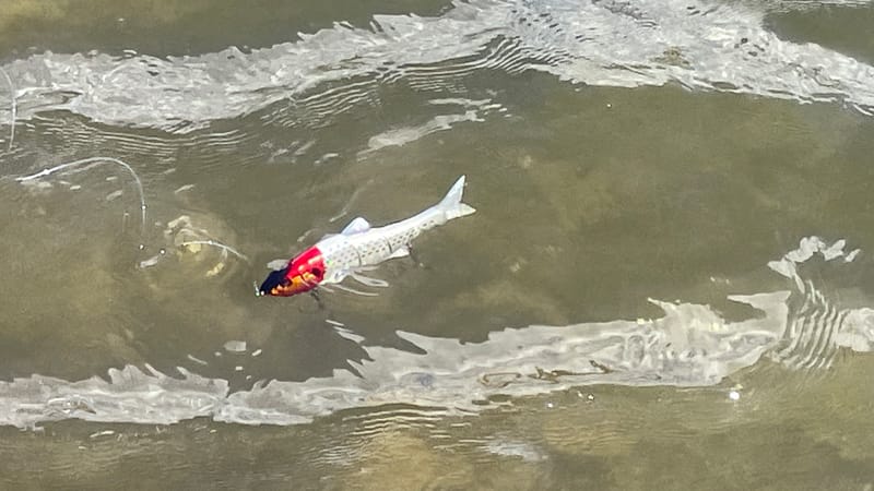 クイックターン|ダウズスイマー180,インプレ,人気カラー,使い方