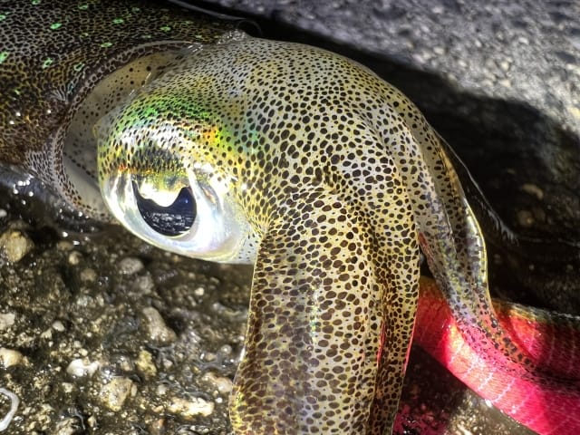 アオリイカ,習性