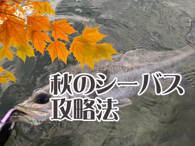 秋,シーバス9月,10月,11月,釣り方