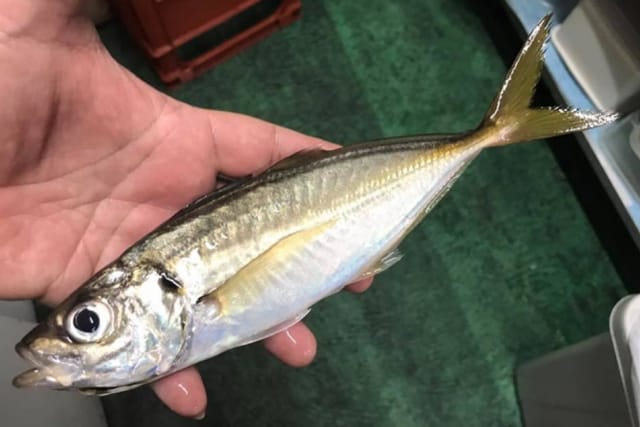 釣れる味のサイズ｜秋,アジング,釣り方,ワーム,タックル