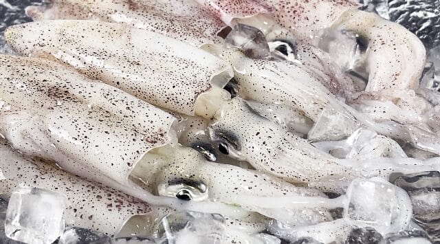 ヒイカ｜エギングで釣れるイカの種類