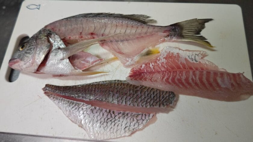 夏はキビレが美味いとされる理由