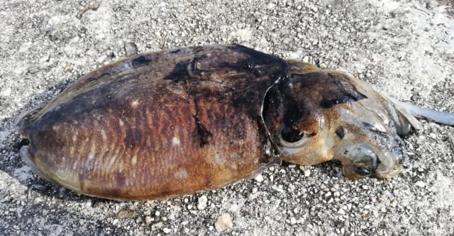 コウイカ｜エギングで釣れるイカの種類