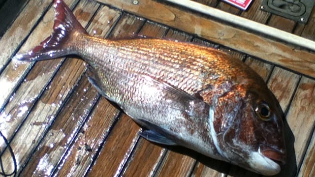 真鯛とは|真鯛の生態と習性