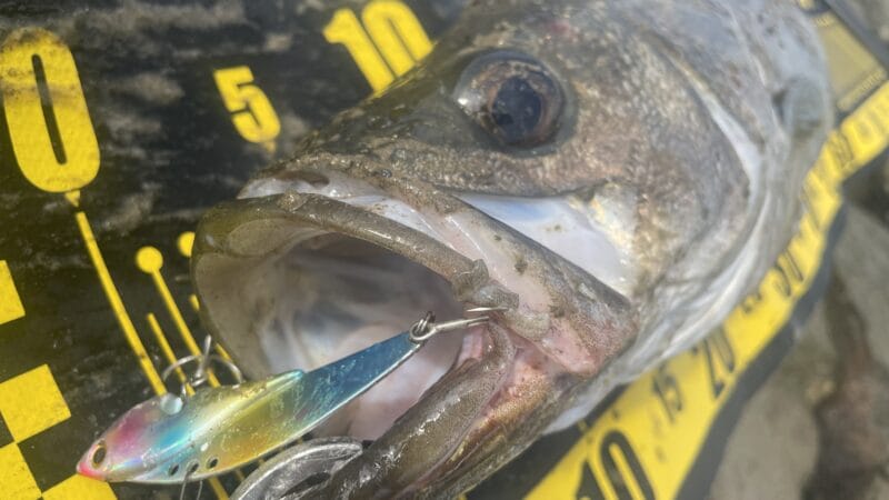 シーバスが釣れる｜メタルマスター、インプレ