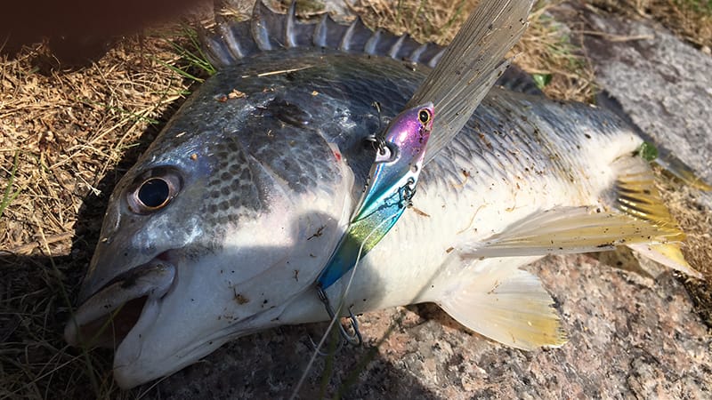 アクション｜メタルマスター、インプレ