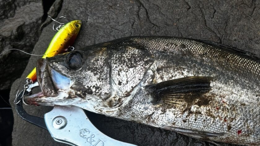 最近の傾向｜シーバス,バイブレーション,おすすめ