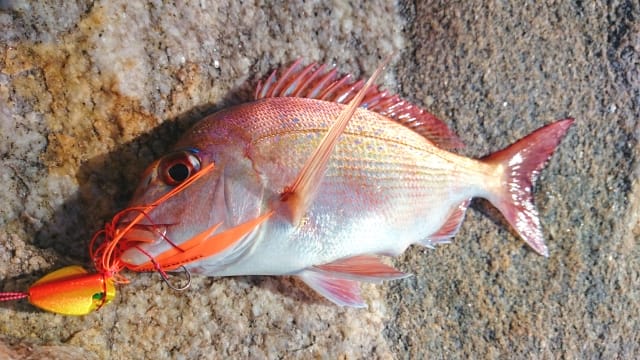 ショアラバとは,釣り方,仕掛け,ロッド,リール