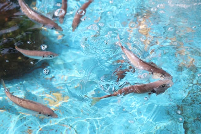 秋のパターン｜秋,アジング,釣り方,ワーム,タックル