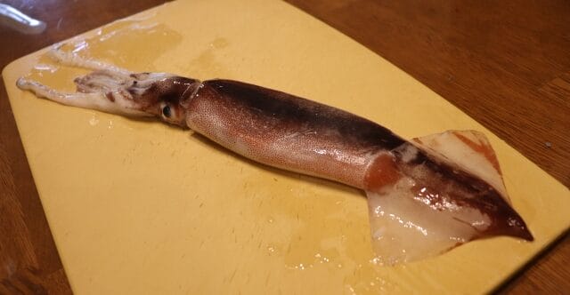 スルメイカ｜エギングで釣れるイカの種類