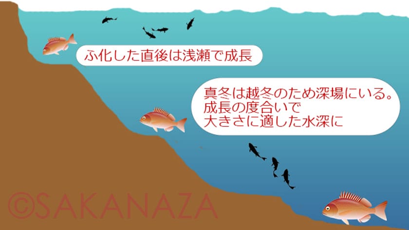 真鯛生息場所|真鯛の生態と習性