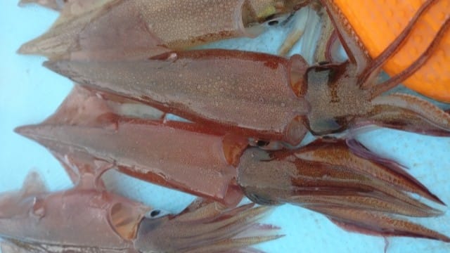 ヤリイカ｜エギングで釣れるイカの種類