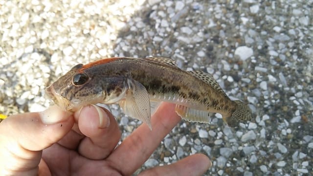 ハゼクラ,釣り方,ルアー,おすすめ