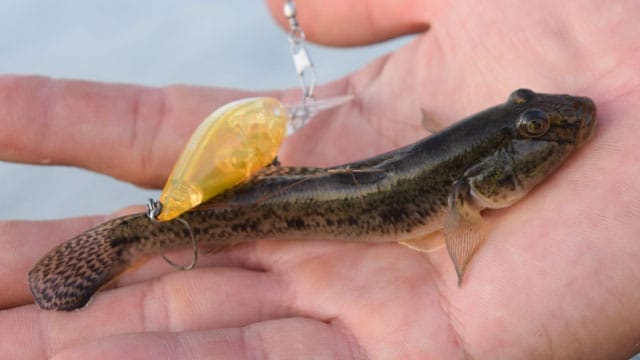 ハゼクラ,釣り方,ルアー,おすすめ