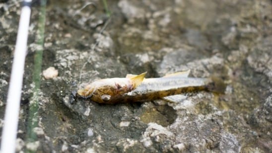 ハゼクラ,釣り方,ルアー,おすすめ