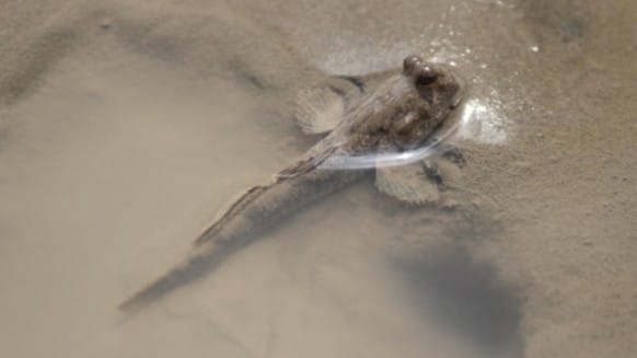 根掛かり、ロスト対策｜ハゼクラ,釣り方,ルアー,おすすめ