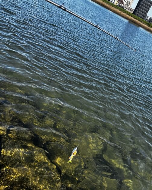 弾性は硬め、ティップ|ディアルーナB80XH,インプレ,ビッグベイト,リール,シマノ