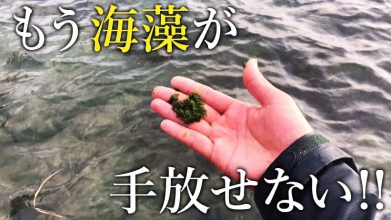 【衝撃】足元に生えた海藻を餌にすると…