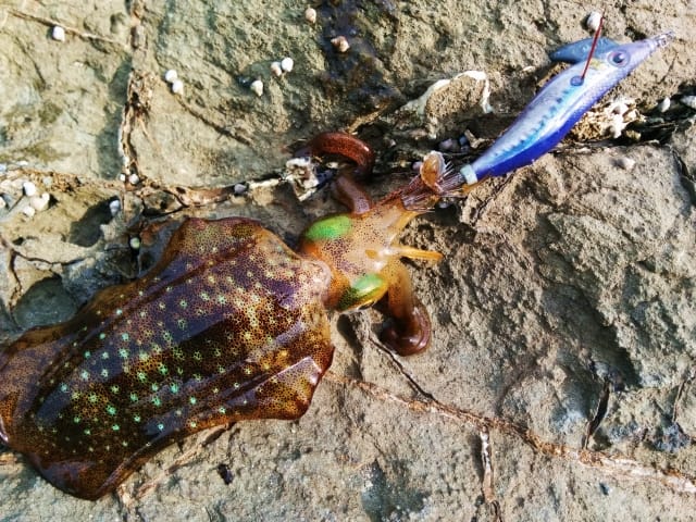 冬,エギング,釣り方,アクション