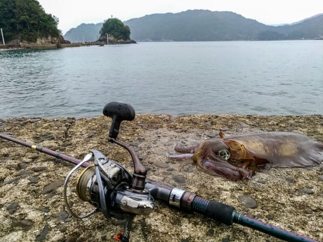 タックル｜冬,エギング,釣り方