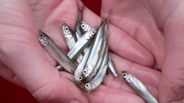 春のワカサギ｜ワカサギパターン,釣り方,ポイント,おすすめルアー